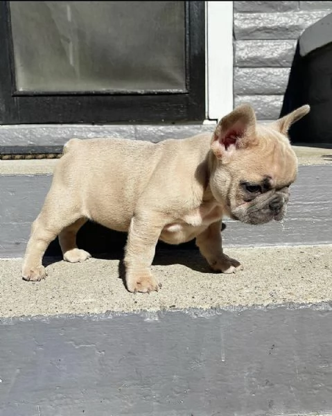 adorabile bulldog francese per regalo adozione////