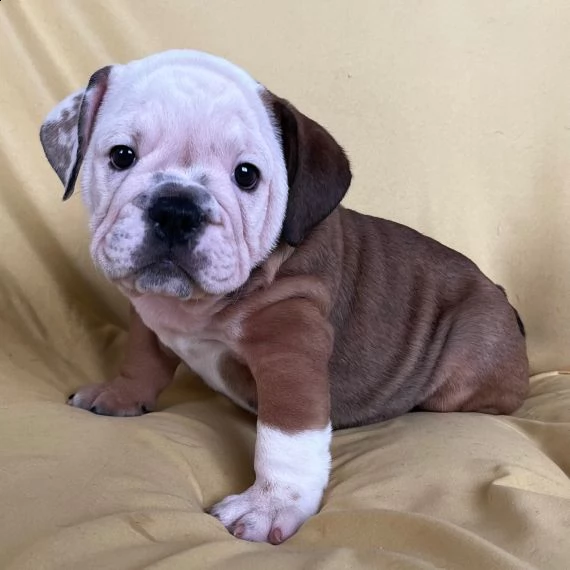 bulldog inglese cuccioli per l'adozione