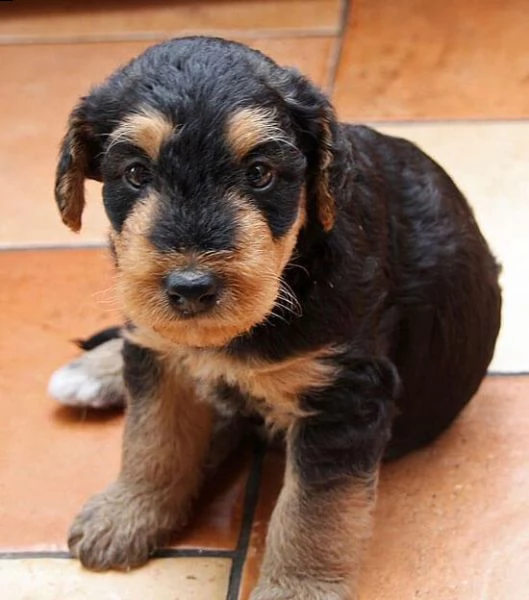  regalo adorabili cuccioli pastore australiano femminucce e maschietti