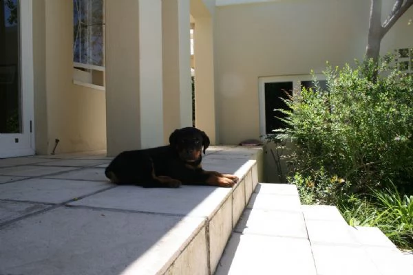 disponibili cuccioli di rottweiler | Foto 2