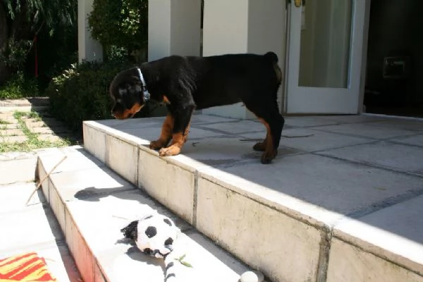 disponibili cuccioli di rottweiler