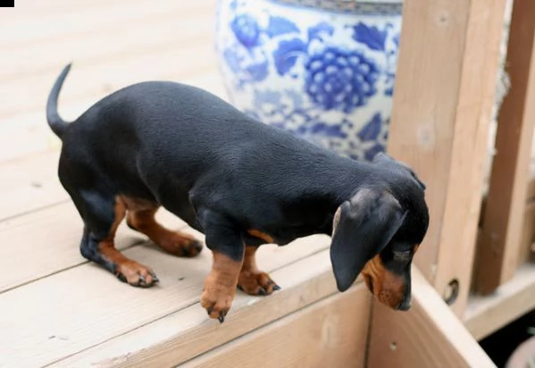 bassotto cuccioli disponibili | Foto 1
