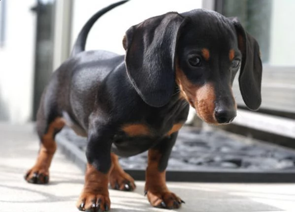 bassotto cuccioli disponibili