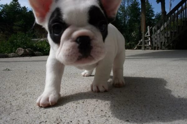 disponibili cuccioli di bouledogue francese | Foto 1