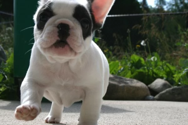 disponibili cuccioli di bouledogue francese | Foto 0