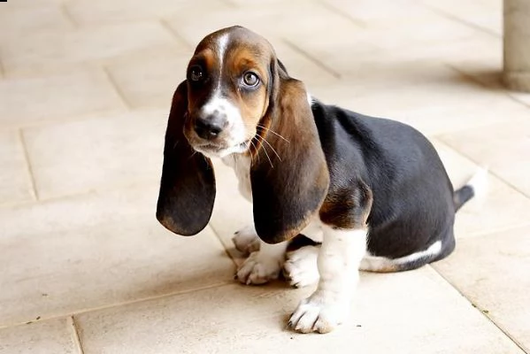  regalo cuccioli dolce e bella beagle