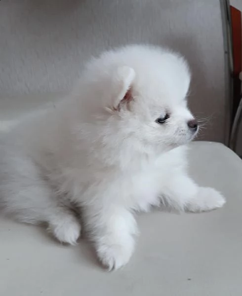 spitz pomerania toy di 3 mesi!!! | Foto 0
