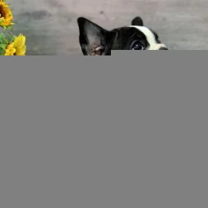 regalo bouledogue francese