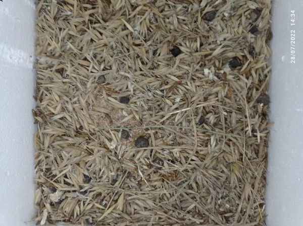 vermi e blatte della farina (tenebrio molitor) | Foto 0