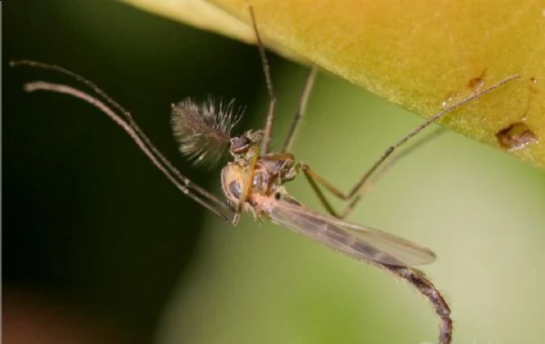 chironomonidae (larve di zanzara)