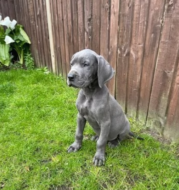 alano blue cuccioli | Foto 1