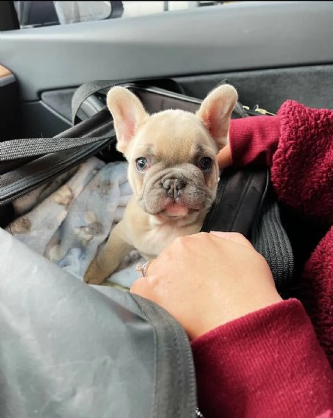 adorabile bulldog francese per regalo adozione////