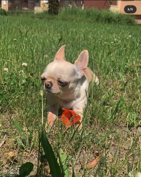 regalo cuccioli di chihuahua