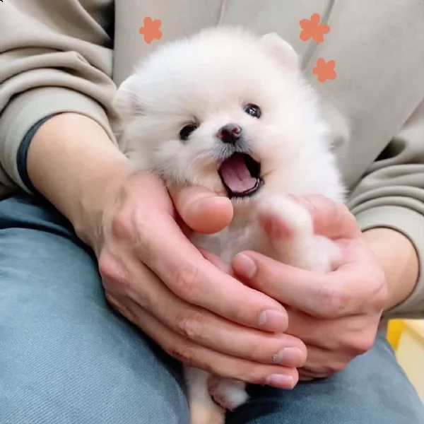 cucciolo di pomerania maschio e femmina giocattolo | Foto 2