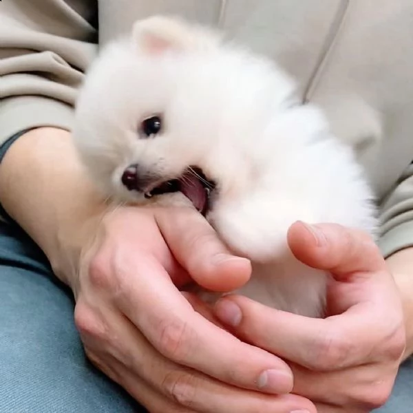 cucciolo di pomerania maschio e femmina giocattolo | Foto 1