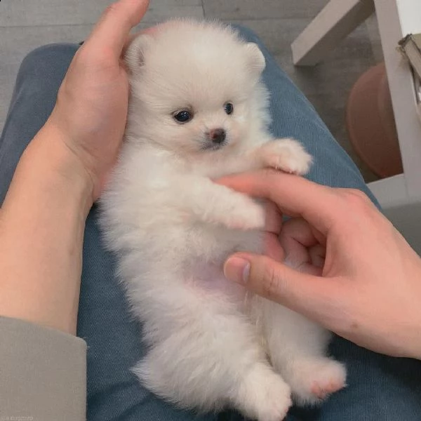 cucciolo di pomerania maschio e femmina giocattolo | Foto 0