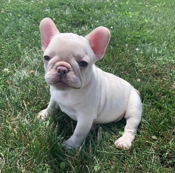 cuccioli di bulldog francese per l'adozione