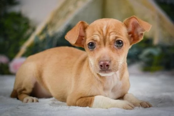   regalo chihuahua cuccioli meravigliosi ! 