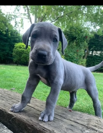 maschi e femmine di analo cuccioli | Foto 0