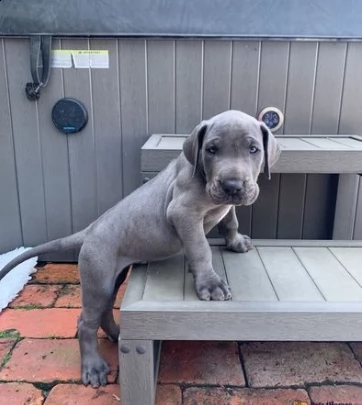 maschi e femmine di analo cuccioli