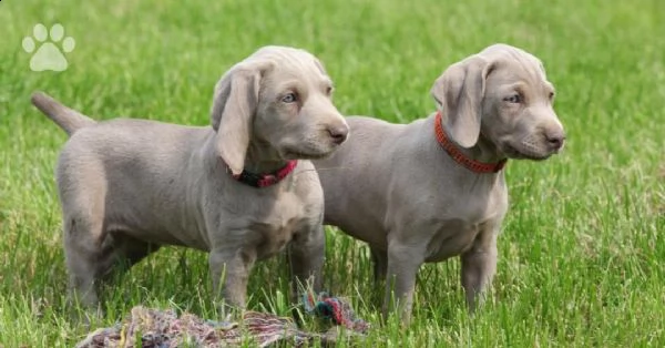 regalo cuccioli weimaraner