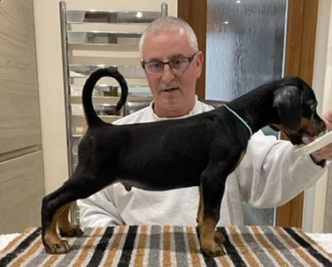 cucciolino dobermann