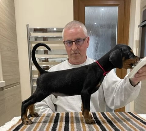 due dobermann cuccioli di razza