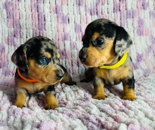 cucciolino di bassotto nano piccola