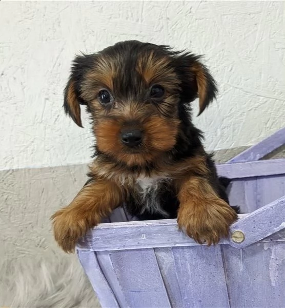  regalo yorkshire cuccioli meravigliosi ! 