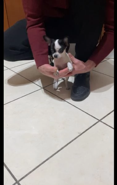 Ultimi due cuccioli di chihuahua mini toy e toy  | Foto 0