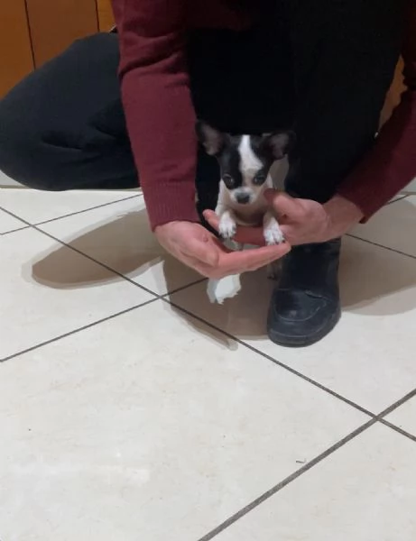 Ultimo cucciolo di chihuahua toy  | Foto 0
