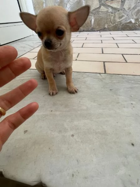 Cuccioli di chihuahua mini toy e toy  | Foto 2