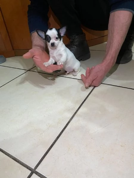 Cuccioli di chihuahua mini toy e toy  | Foto 10