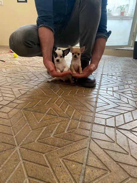Cuccioli di chihuahua mini toy e toy  | Foto 8