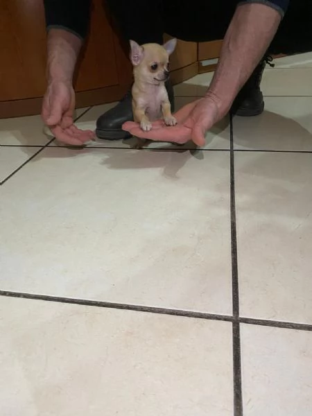 Cuccioli di chihuahua mini toy e toy 