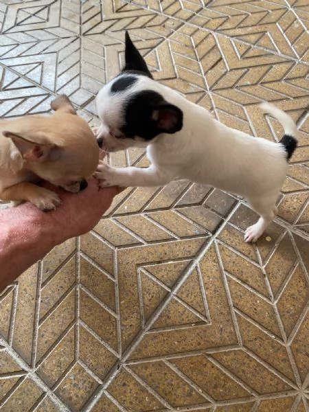 Cuccioli di chihuahua mini toy e toy  | Foto 7