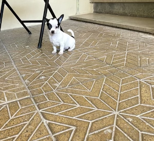 Cuccioli di chihuahua mini toy e toy  | Foto 4