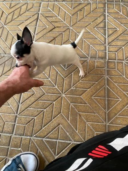 Cuccioli di chihuahua mini toy e toy  | Foto 3