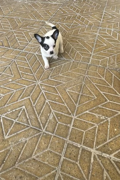 Cuccioli di chihuahua mini toy e toy  | Foto 2