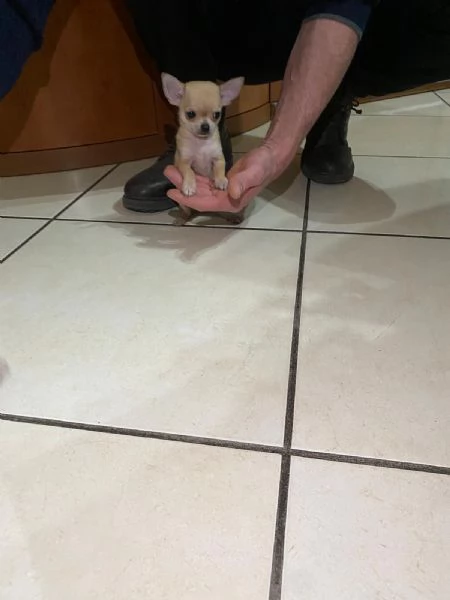 Cuccioli di chihuahua mini toy e toy  | Foto 1