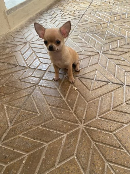Cuccioli di chihuahua mini toy e toy  | Foto 0