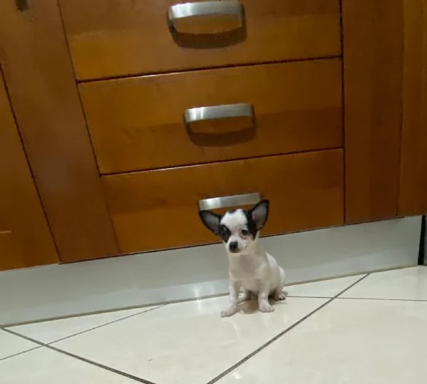 Cuccioli di chihuahua mini toy e toy  | Foto 2