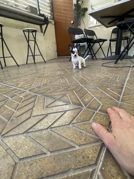 Cuccioli di chihuahua toy  | Foto 5