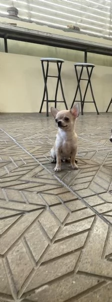 Cuccioli di chihuahua toy  | Foto 4