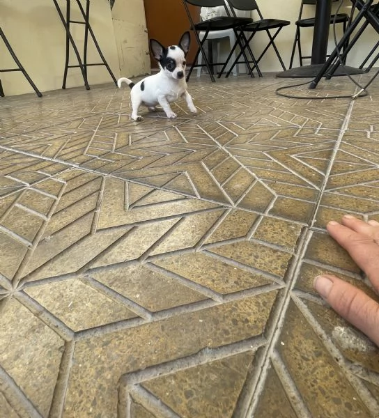 Cuccioli di chihuahua toy  | Foto 3