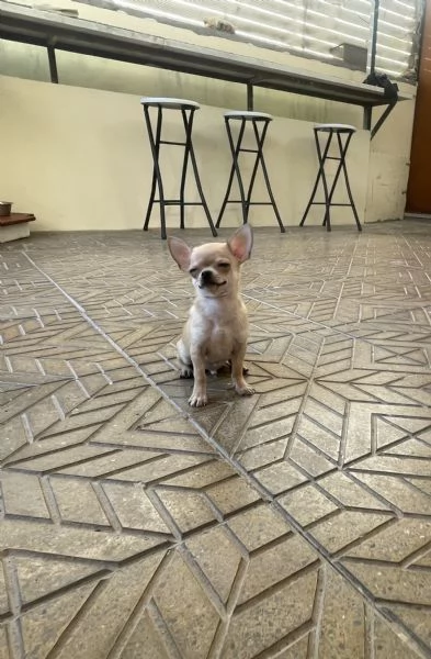 Cuccioli di chihuahua toy  | Foto 2