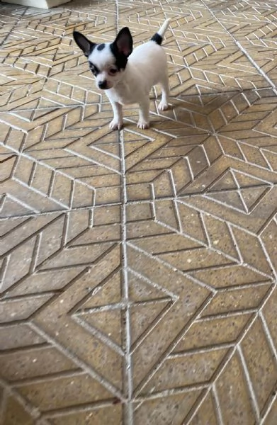 Cuccioli di chihuahua toy  | Foto 0