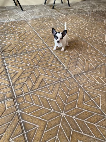 Cuccioli di chihuahua toy 