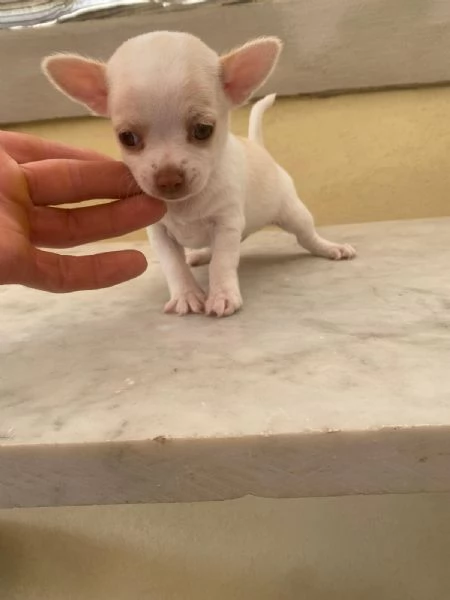 Cuccioli di chihuahua  | Foto 3