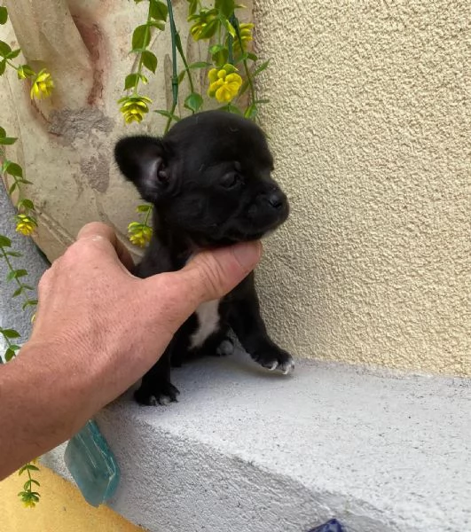 Cuccioli di chihuahua  | Foto 0